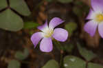 Violet woodsorrel